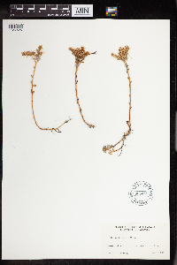Sedum divergens image