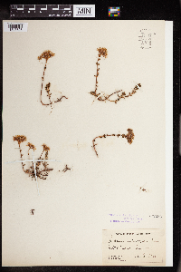 Sedum divergens image