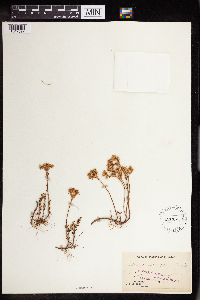 Sedum divergens image