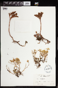 Sedum divergens image