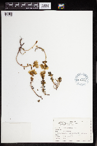 Sedum divergens image