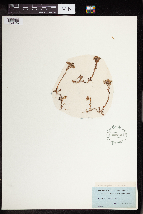 Sedum glaucophyllum image