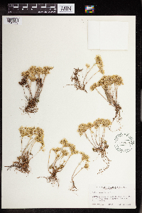 Sedum lanceolatum image