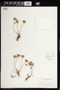 Sedum lanceolatum image