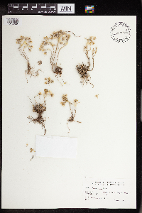 Sedum lanceolatum image