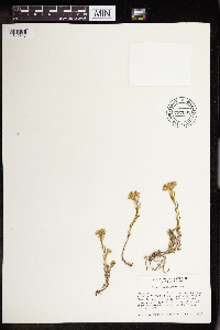 Sedum lanceolatum image