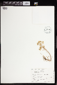 Sedum lanceolatum image