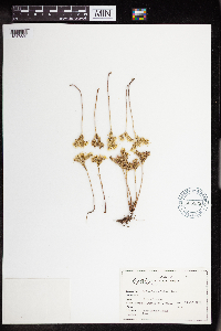 Sedum lanceolatum image