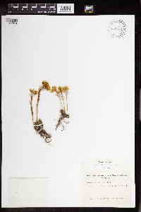 Sedum lanceolatum image
