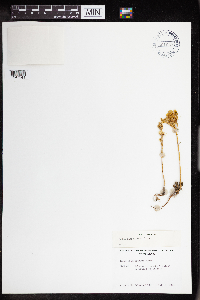 Sedum lanceolatum image