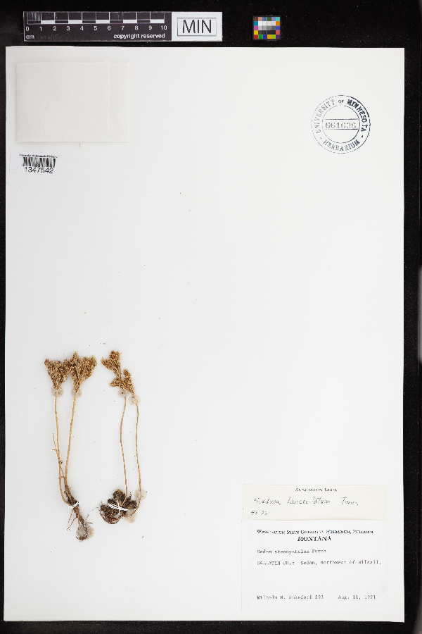 Sedum lanceolatum image