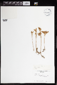 Sedum lanceolatum image