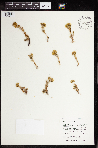 Sedum lanceolatum image