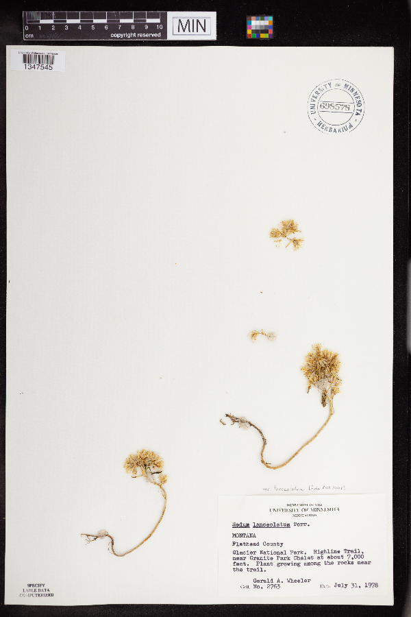 Sedum lanceolatum var. lanceolatum image