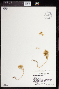 Sedum lanceolatum image