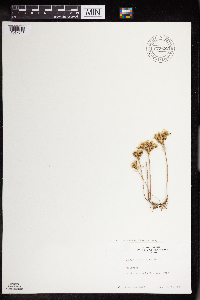 Sedum lanceolatum var. lanceolatum image