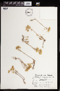 Sedum lanceolatum var. lanceolatum image