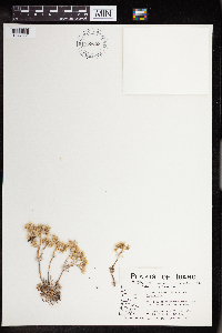 Sedum lanceolatum var. lanceolatum image