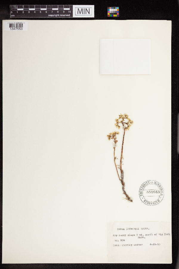 Sedum leibergii image