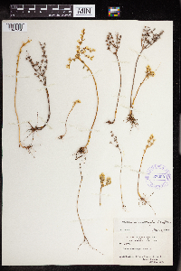 Sedum leibergii image