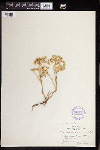 Sedum leibergii image