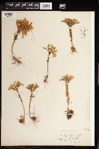 Sedum leibergii image
