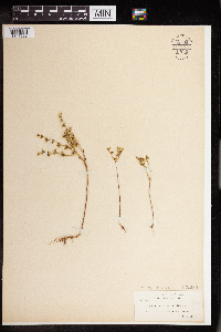 Sedum leibergii image