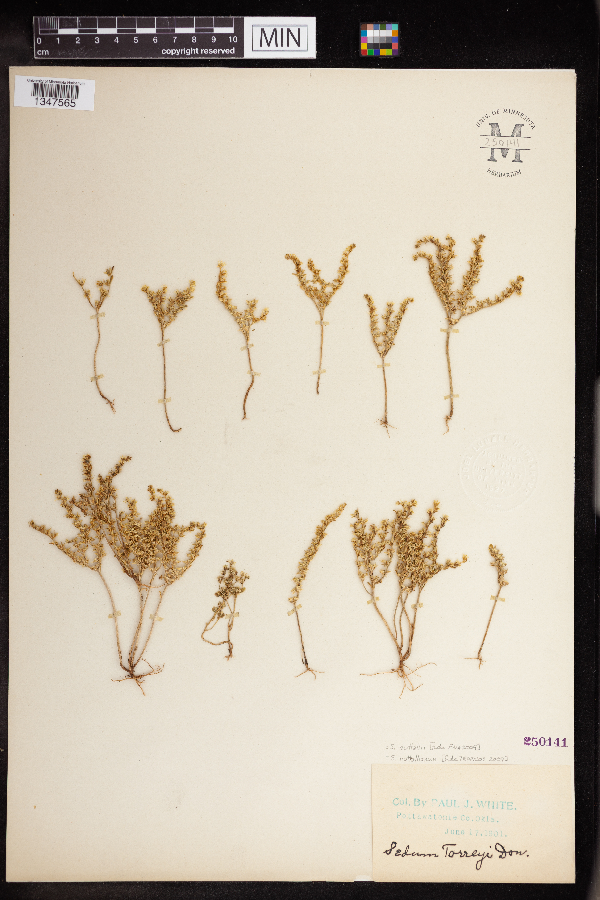 Sedum nuttallii image