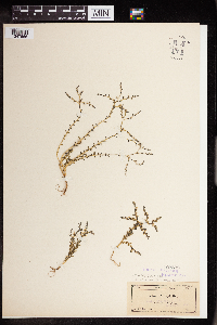 Sedum nuttallii image