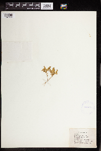 Sedum nuttallii image
