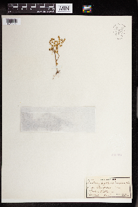 Sedum nuttallii image