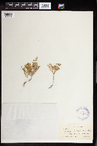 Sedum nuttallii image
