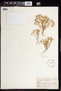 Sedum nuttallii image