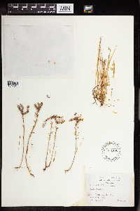 Sedum nuttallii image