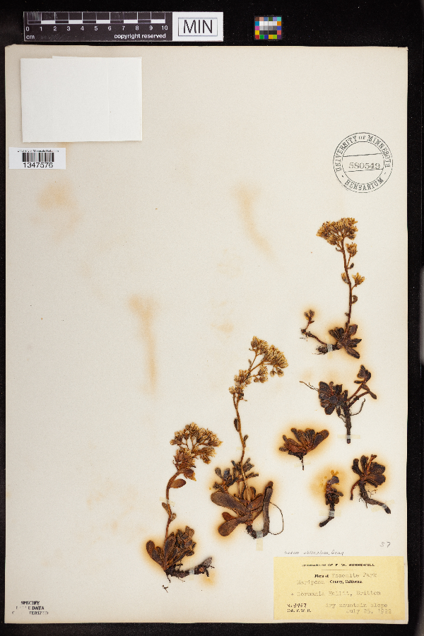 Sedum obtusatum image