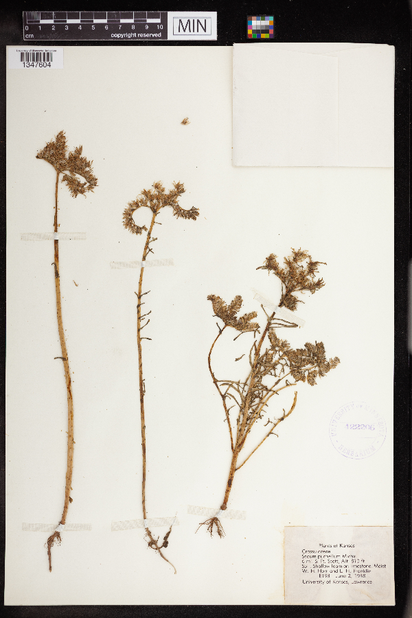 Sedum pulchellum image