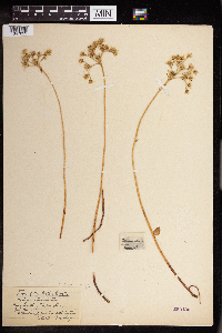 Sedum rupestre image