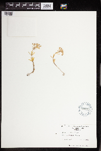 Sedum sarmentosum image