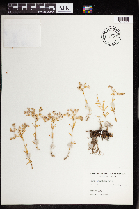 Sedum sarmentosum image