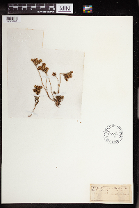 Sedum stenopetalum image