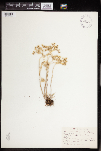 Sedum stenopetalum image
