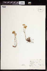 Sedum stenopetalum image