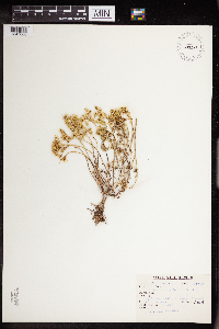 Sedum stenopetalum image