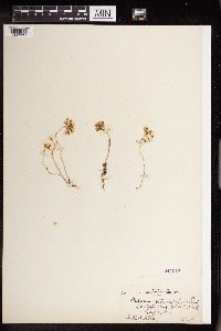 Sedum stenopetalum image