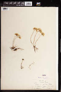 Sedum stenopetalum image