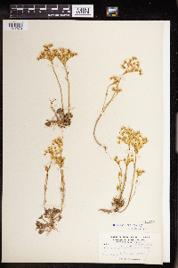 Sedum stenopetalum image