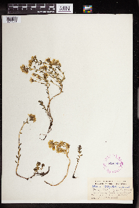 Sedum stenopetalum image