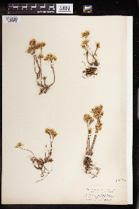 Sedum stenopetalum image