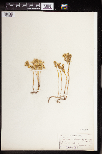 Sedum stenopetalum image