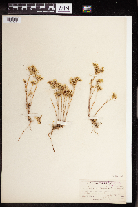 Sedum stenopetalum image